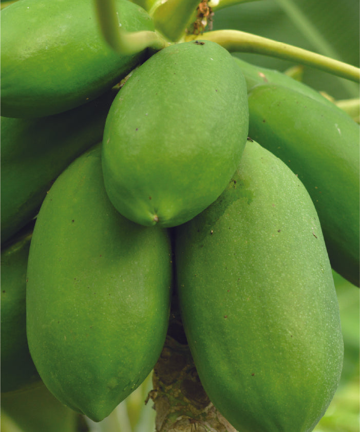 Papaya_green_700_900.jpg