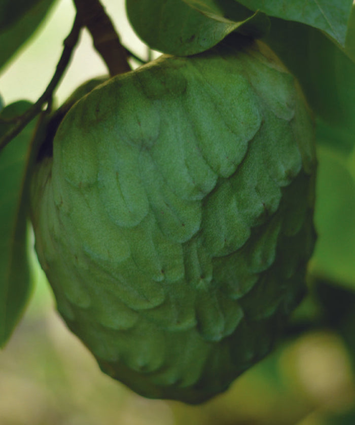 Cherimoya_700_900.jpg