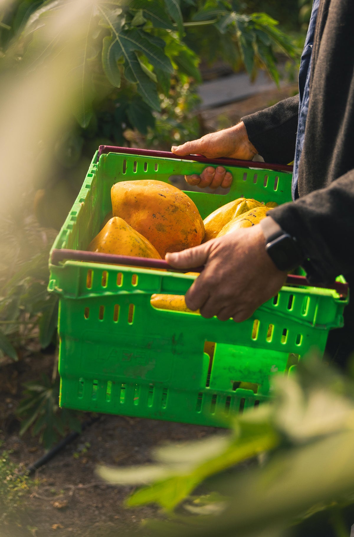 Papaya_Crate_120_1200.jpg