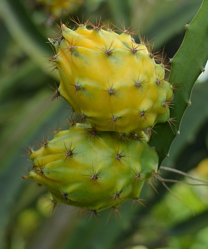 Yellow_Dragon_Fruit_700_900.jpg